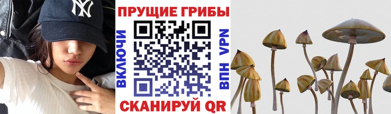 Галлюциногенные грибы прущие грибы Сальск